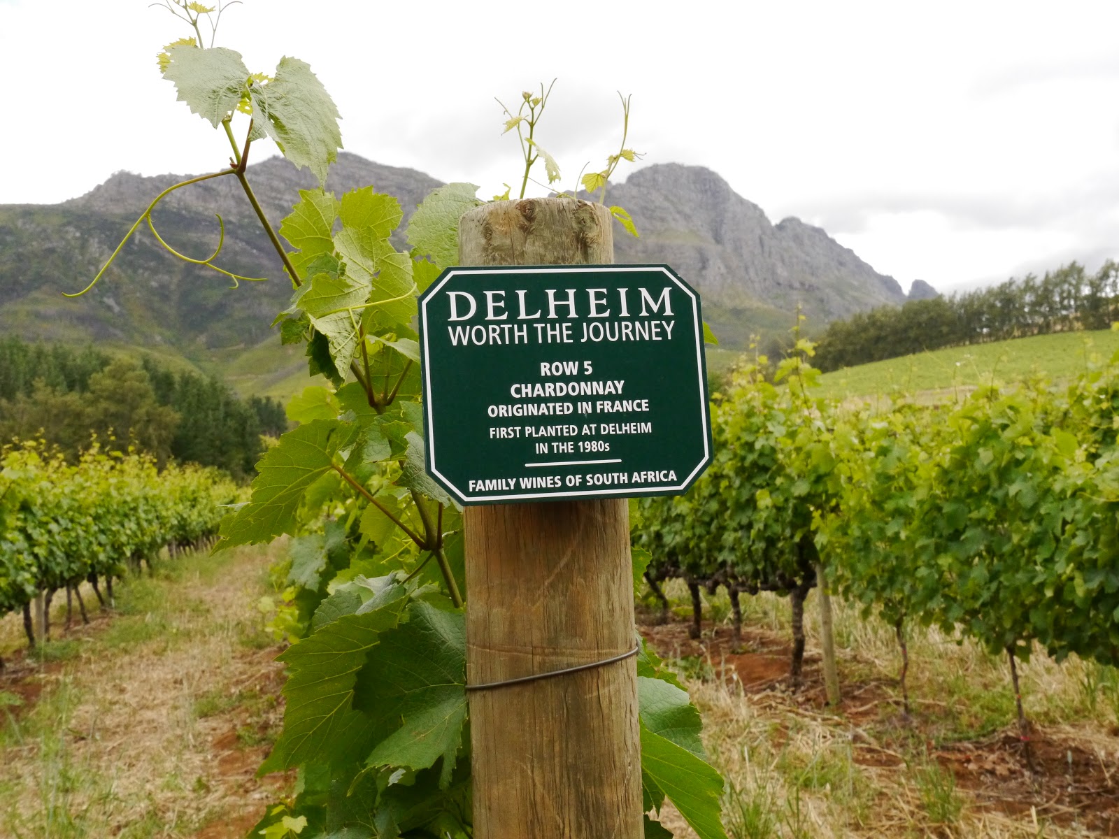 Delheim Weinverkostung Stellenbosch