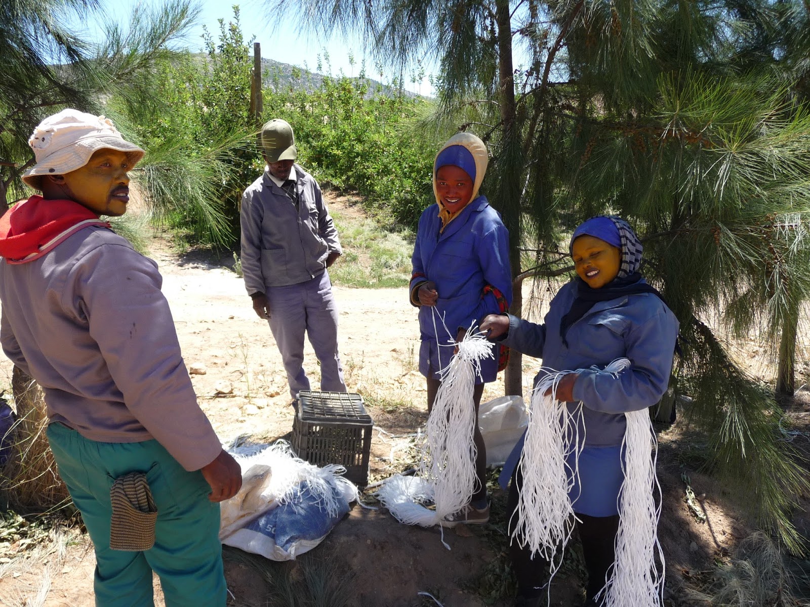 Wineland Western Cape Südafrika Obstanbau