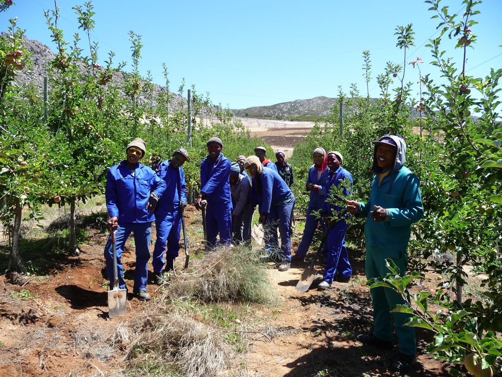 Obstanbau unter fairen Bedingungen in Südafrika