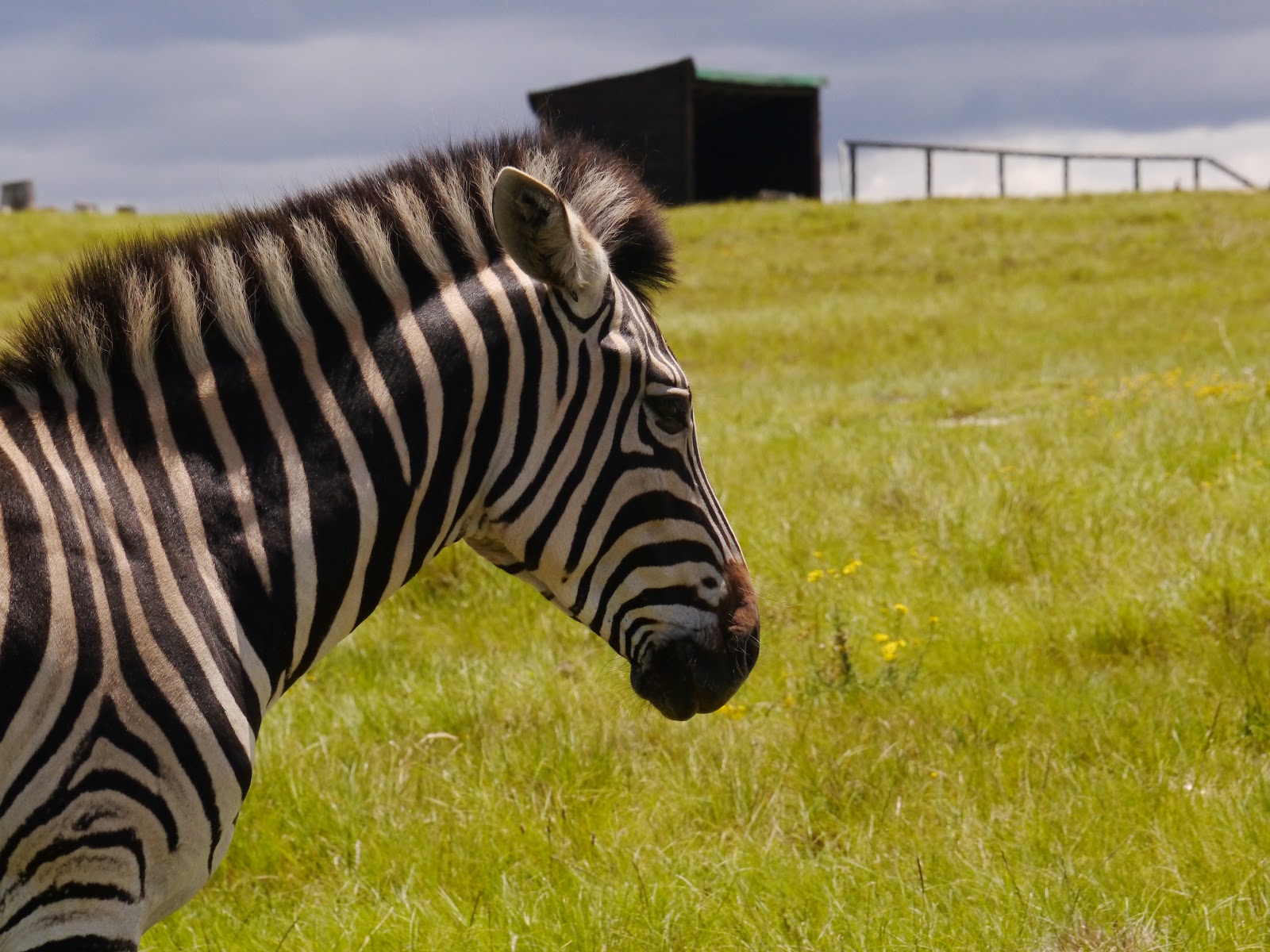 Zebra im Elephant Park in Knysna