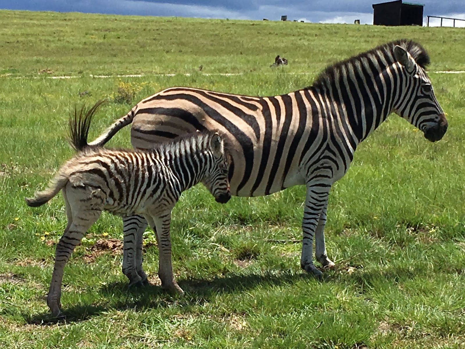 Südafrika Reise Hochzeitsreise