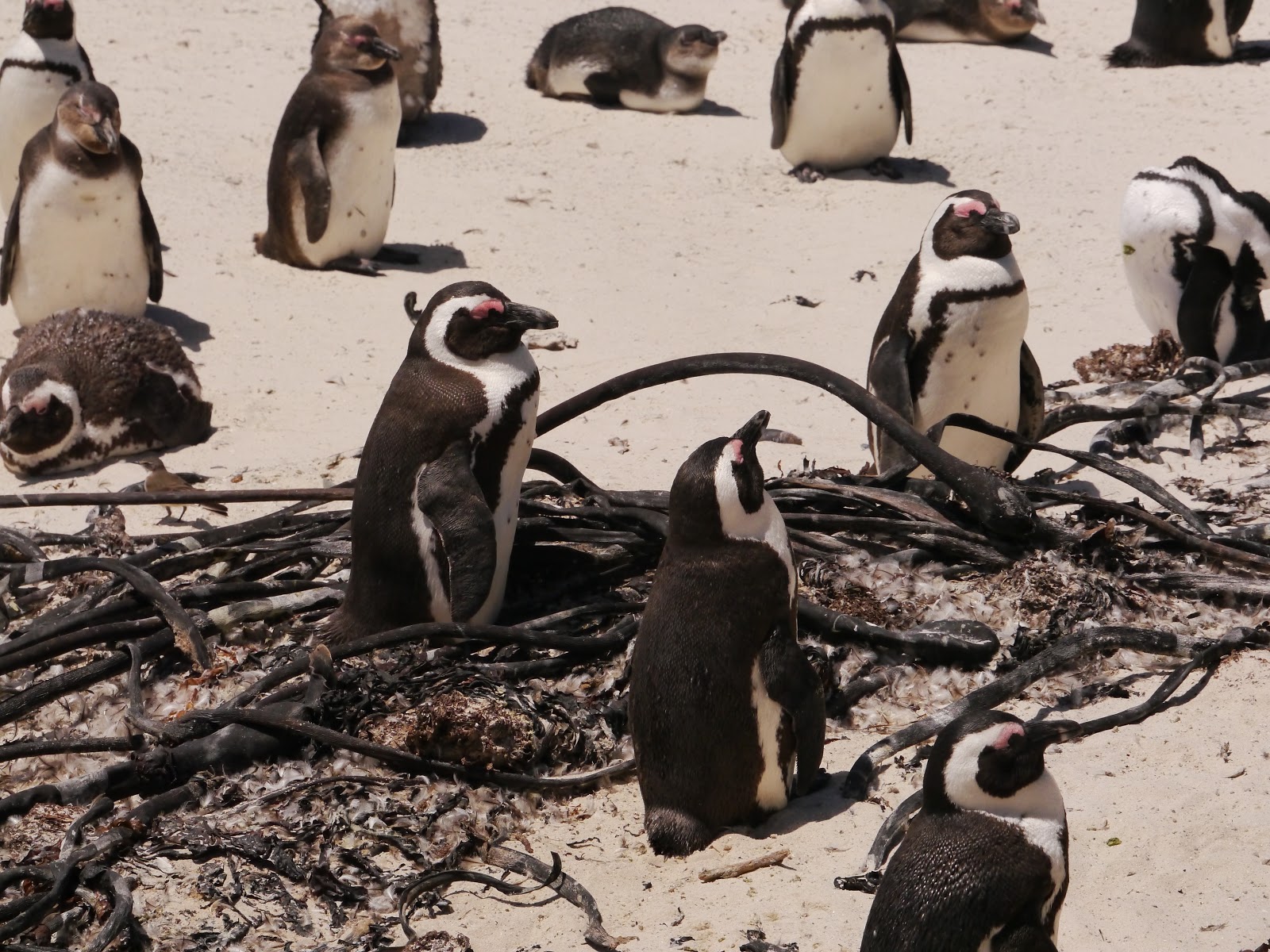 Pinguine am Boulders Beach