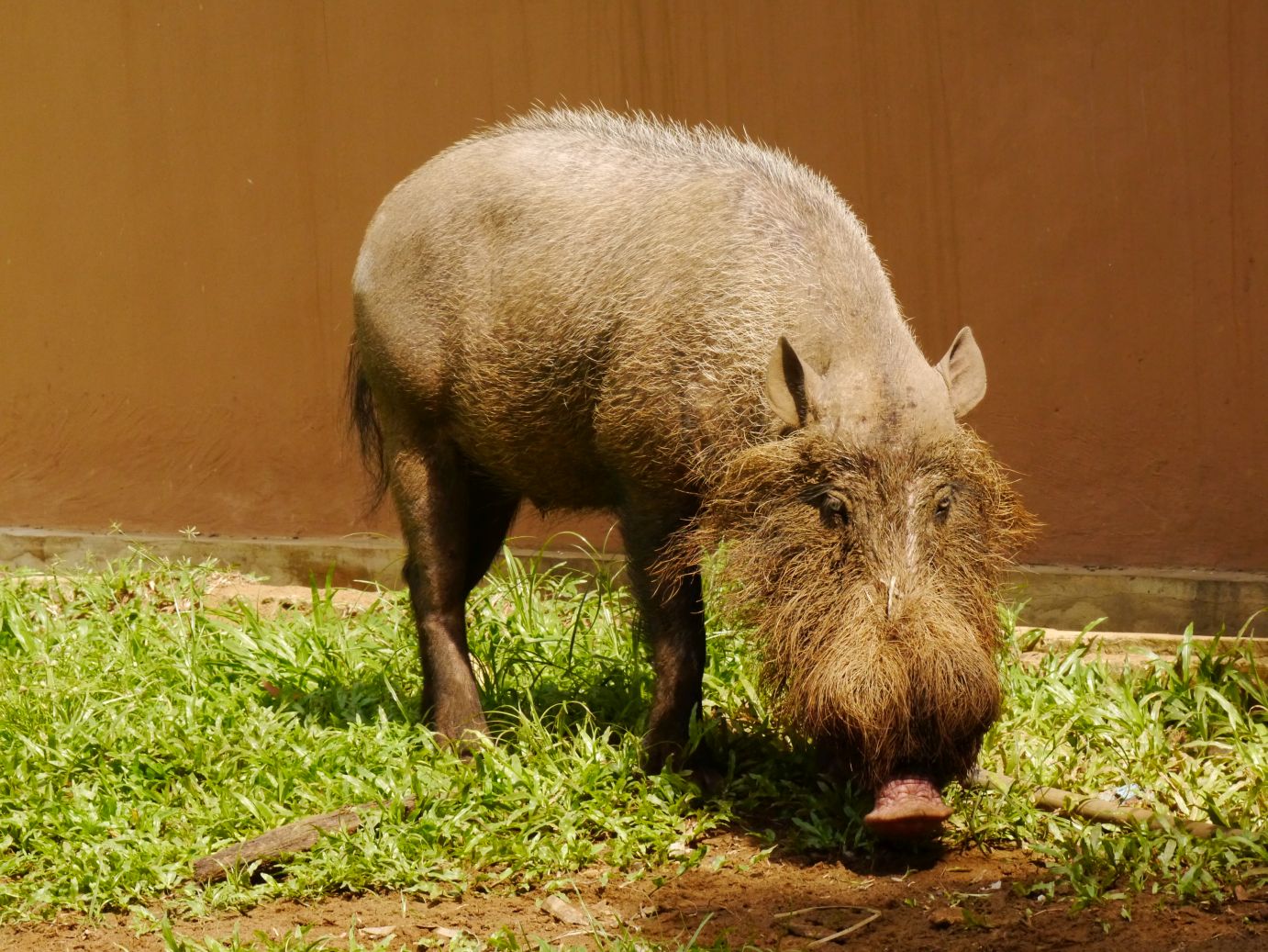 Bartschwein in freier Wildbahn