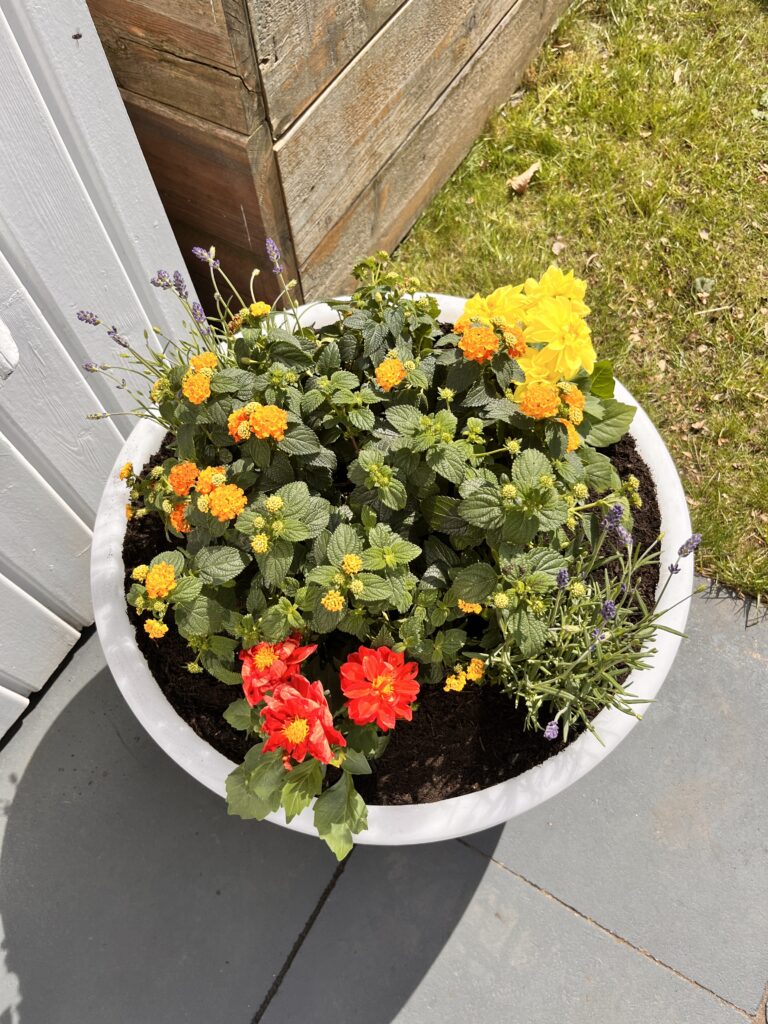 Bepflanzung des Blumentopfes Shinning Curvy Pot XM