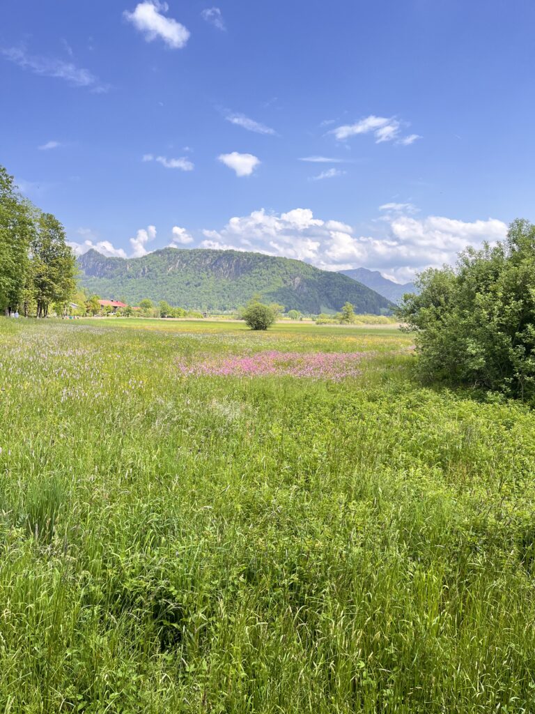 Moorlandschaft im Kaiserwinkl